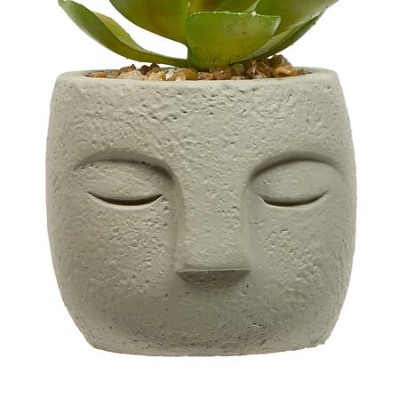 PLANTE G VISAGE TERI H13