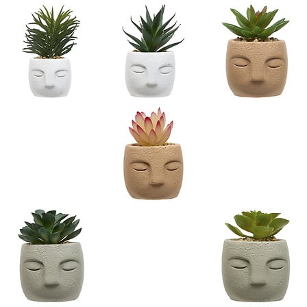 PLANTE G VISAGE TERI H13