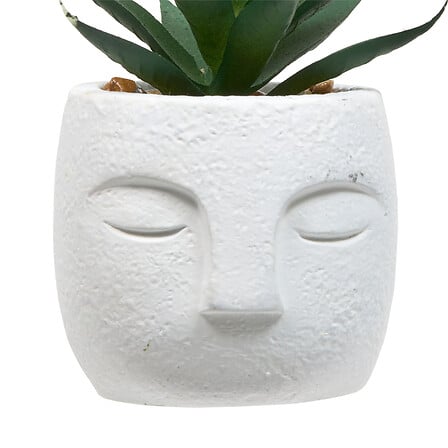 PLANTE G VISAGE TERI H13