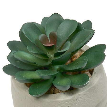 PLANTE G VISAGE TERI H13