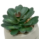 PLANTE G VISAGE TERI H13