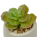 PLANTE G VISAGE TERI H13