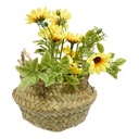 COMPO MARGUERITE TIFI H20