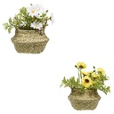 COMPO MARGUERITE TIFI H20