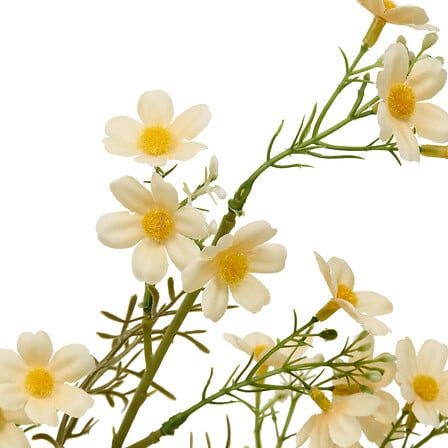 TIGE COSMOS PHOEBE H62