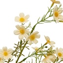 TIGE COSMOS PHOEBE H62