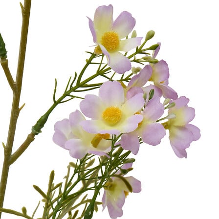 TIGE COSMOS PHOEBE H62