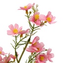 TIGE COSMOS PHOEBE H62