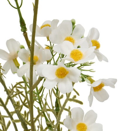 TIGE COSMOS PHOEBE H62