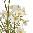 TIGE COSMOS PHOEBE H62