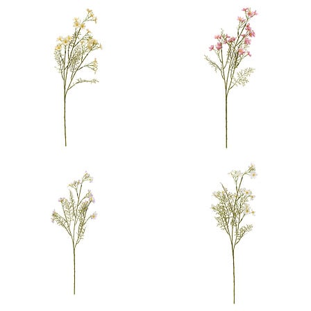 TIGE COSMOS PHOEBE H62