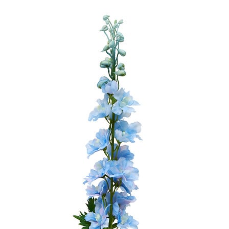 TIGE DELPHINIUM PHOEBE H79