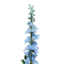 TIGE DELPHINIUM PHOEBE H79
