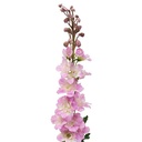 TIGE DELPHINIUM PHOEBE H79