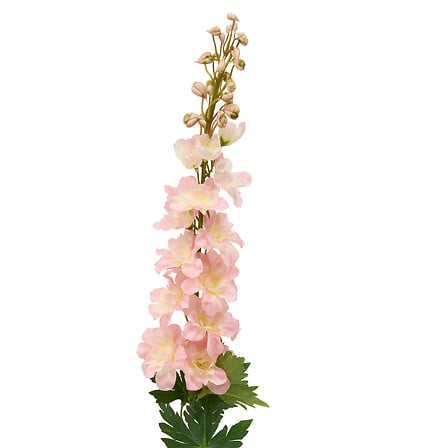 TIGE DELPHINIUM PHOEBE H79