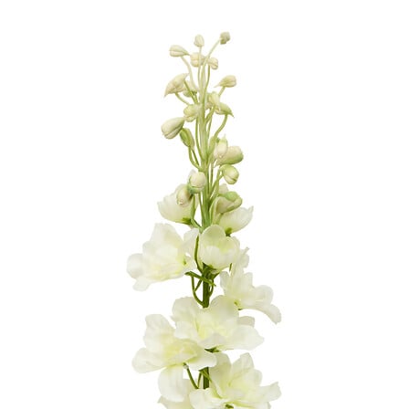 TIGE DELPHINIUM PHOEBE H79