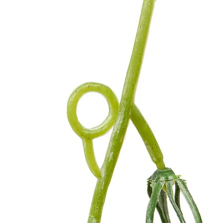 GUIRLANDE FLEUR MYRI H180