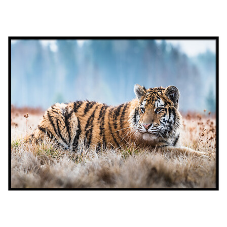 TOILE IMP BIANCA 50X70 ASS DIS