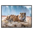 TOILE IMP BIANCA 50X70 ASS DIS