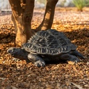 TORTUE RSN FRANCKY H21,5 OUTDR