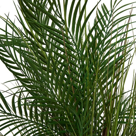 PALMIER POT CRMQ WONJ H142