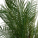 PALMIER POT CRMQ WONJ H142