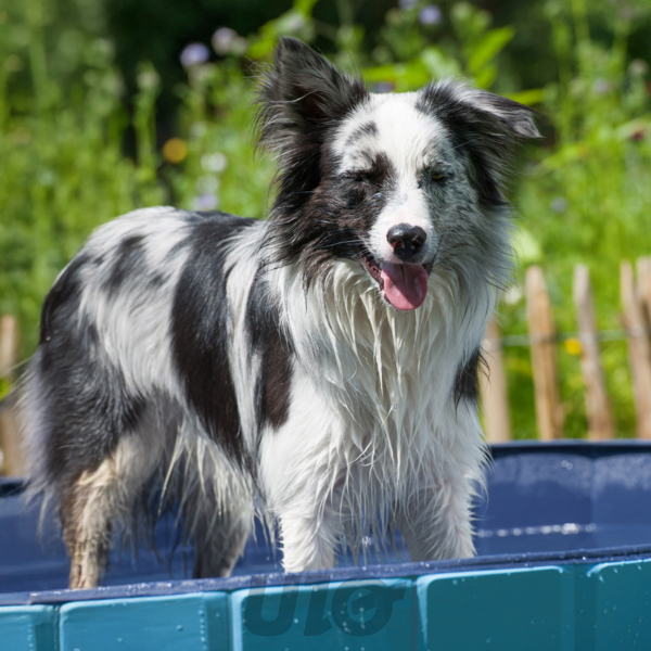 PISCINE PLIABLE POUR CHIEN D.120*H.30CM BLEU