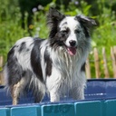 PISCINE PLIABLE POUR CHIEN D.120*H.30CM BLEU
