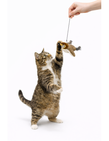 OISEAU INTERACTIF