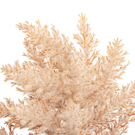 Alternative Image