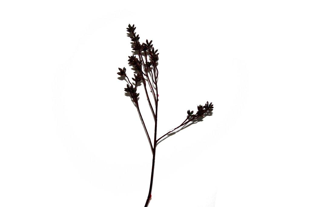 RUBBER BERRY SPRAY BROWN