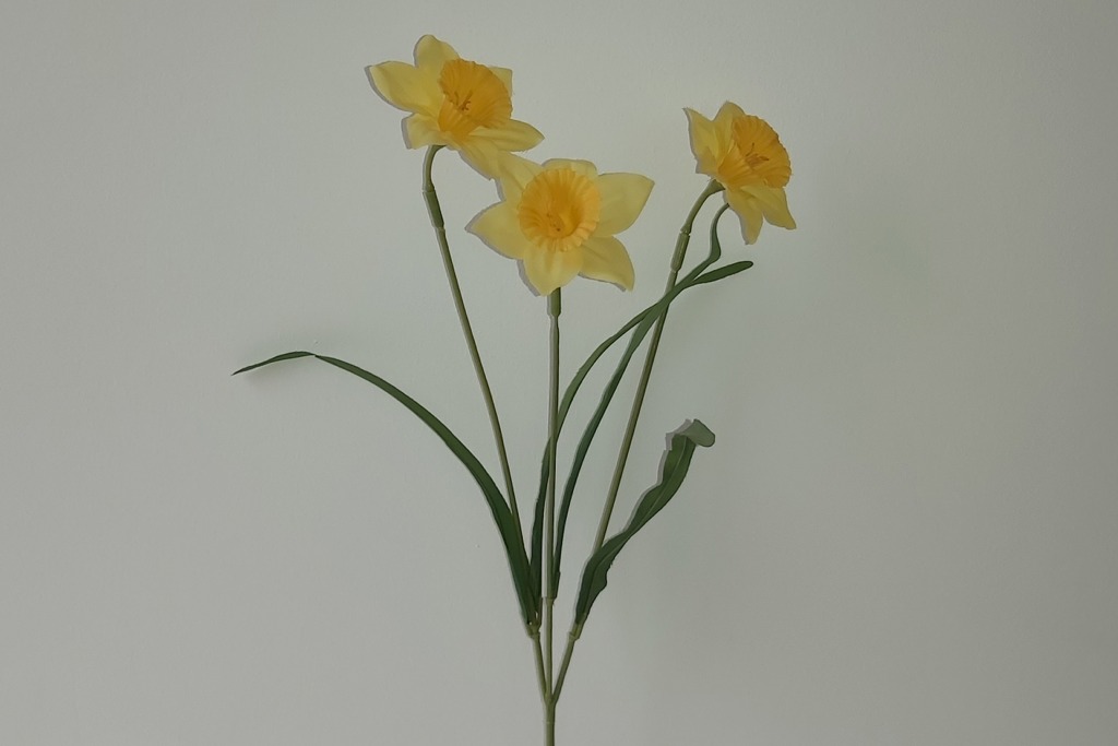DAFFODIL X3 YELLOW
