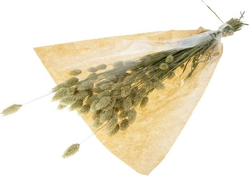 "NATURAL LIVING" PHALARIS NATUREL H75CM