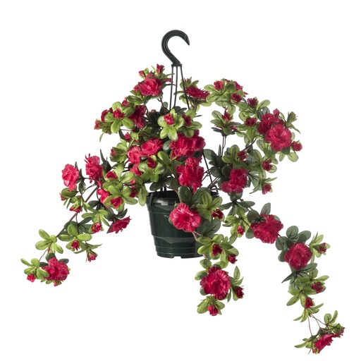 AZALÉES FUSCHIA