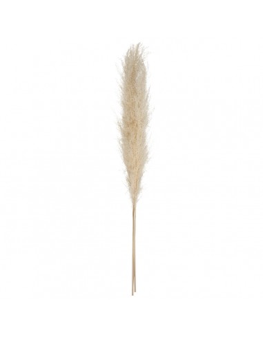 PAMPA NATURELLE GOBI - 3 PIÈCES - H110CM