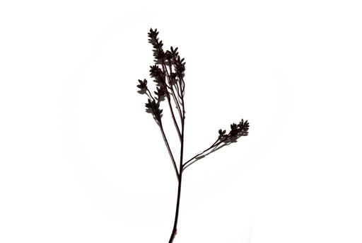 RUBBER BERRY SPRAY BROWN