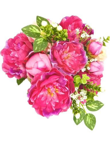 ROSE PEONY BUSH FUCHSIA X13