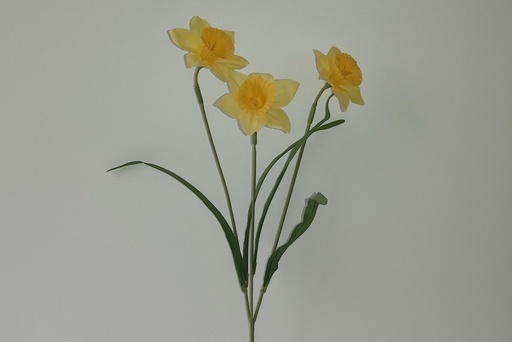 DAFFODIL X3 YELLOW