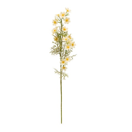 TIGE COSMOS PHOEBE - H62CM